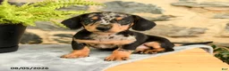 Miniature Dachshund dogs for sale: Twix - Ad 3