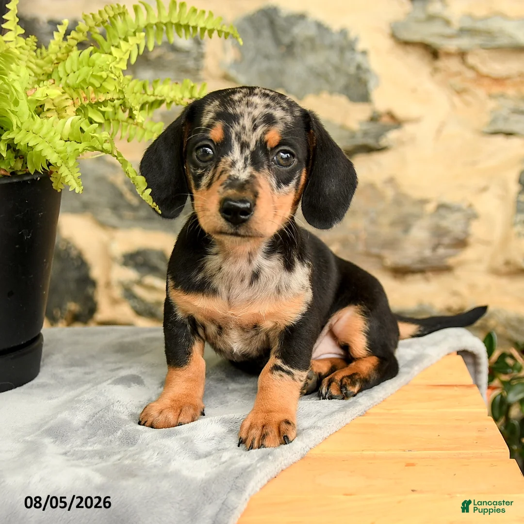 Miniature Dachshund dogs for sale: Twix - Ad 3