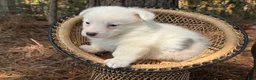 Welsh Corgi Pembroke dogs for sale: Mismark bluie - Ad 4