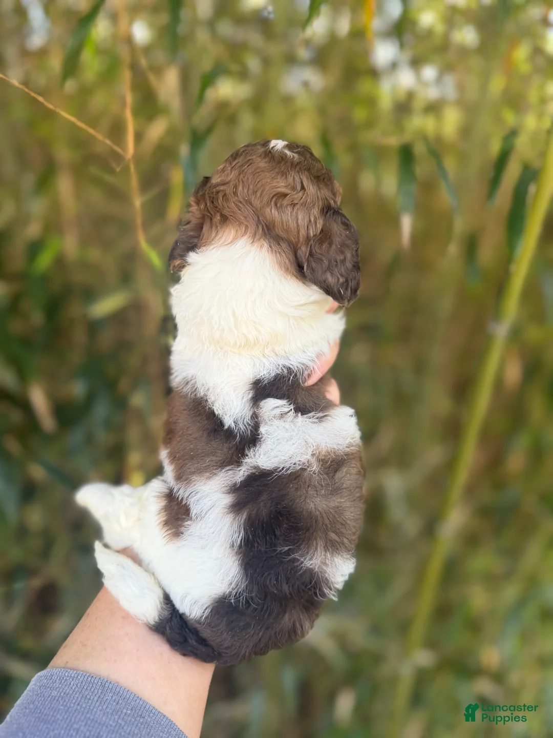 Cockapoo dogs for sale: Cockapoo Puppy 4 - Ad 2