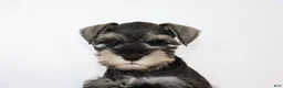 Miniature Schnauzer dogs for sale: Dakota - Ad 2