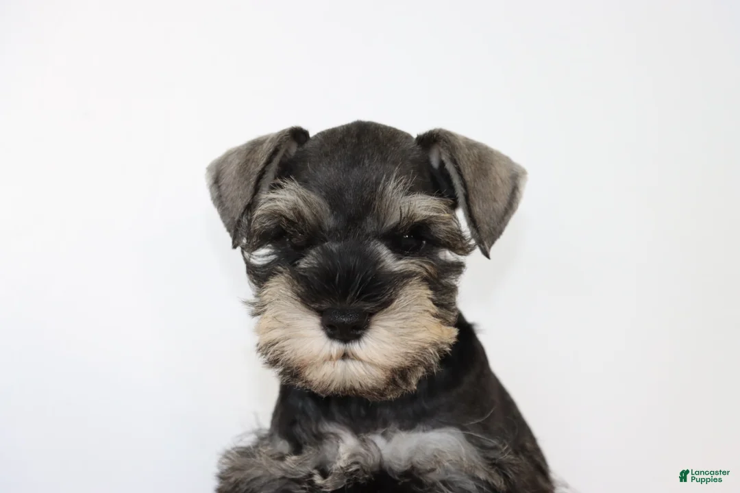 Miniature Schnauzer dogs for sale: Dakota - Ad 2