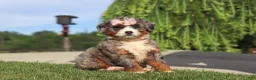 Mini Bernedoodle dogs for sale: Butter - Ad 5