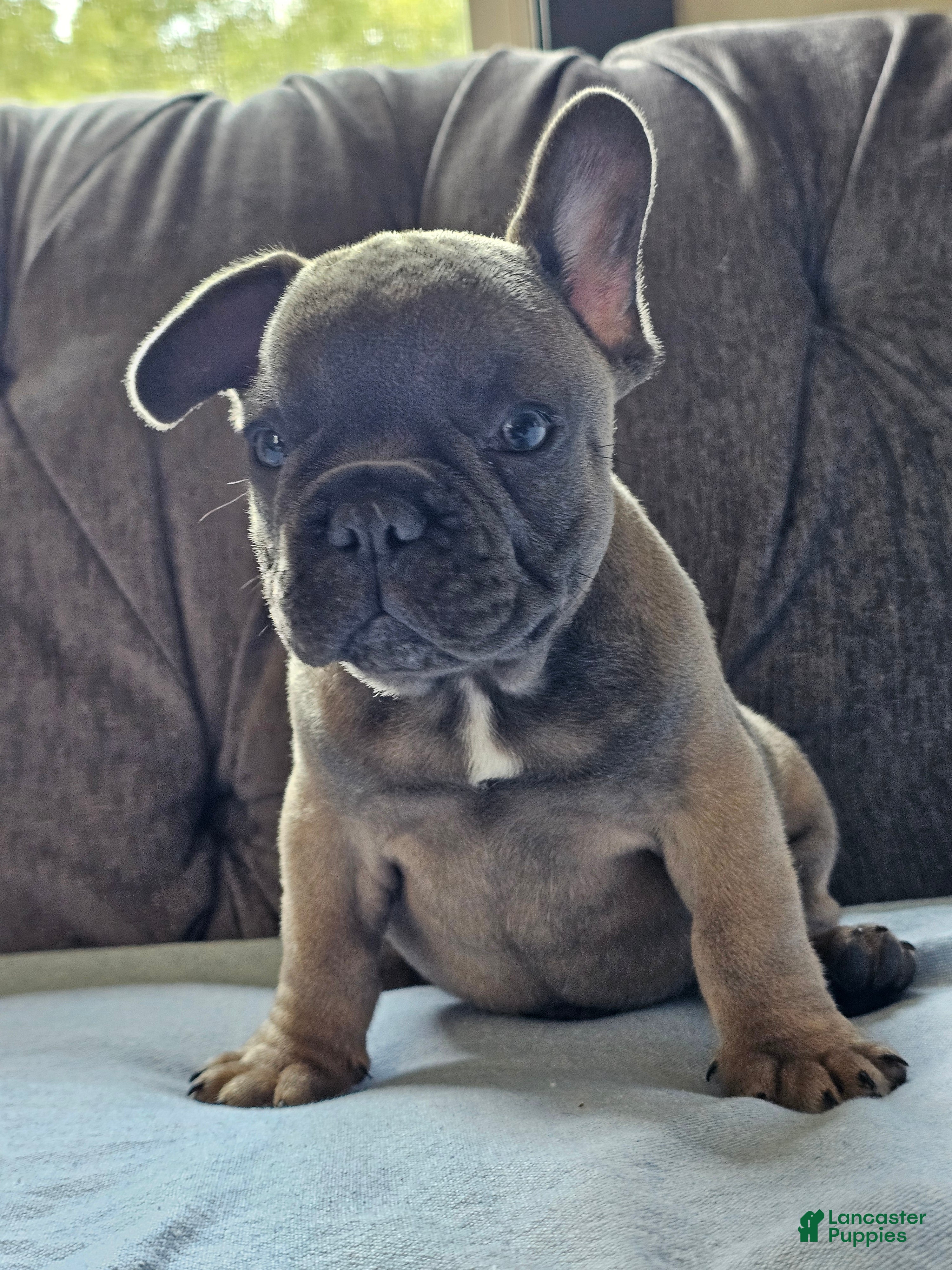 French Bulldog dogs Gator - Ad 2