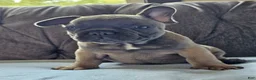 French Bulldog dogs for sale: Gus - Ad 15