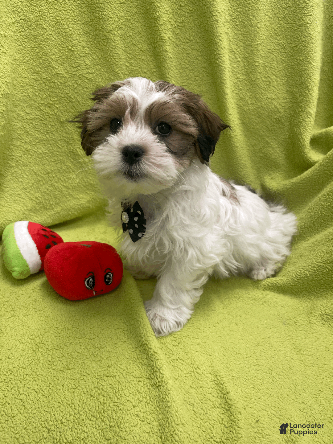 Malshi dogs for sale: Max - Ad 4