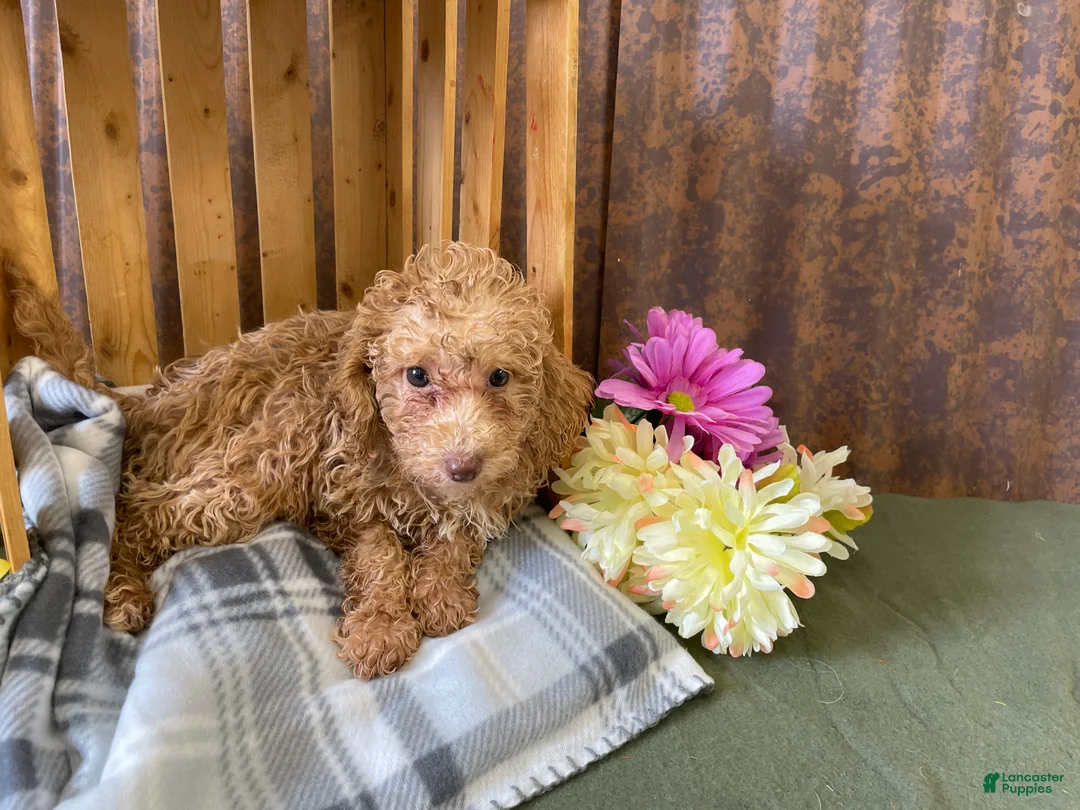 Mini Goldendoodle dogs for sale: Gracie  - Ad 7