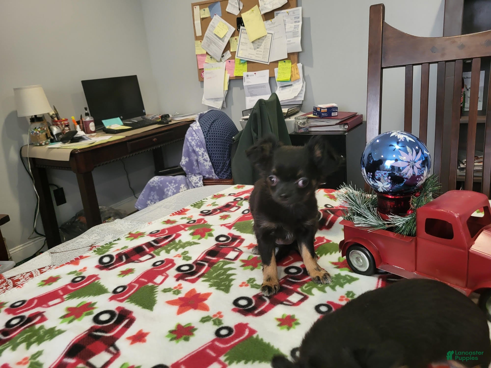 Chihuahua dogs Poppy - Ad 2