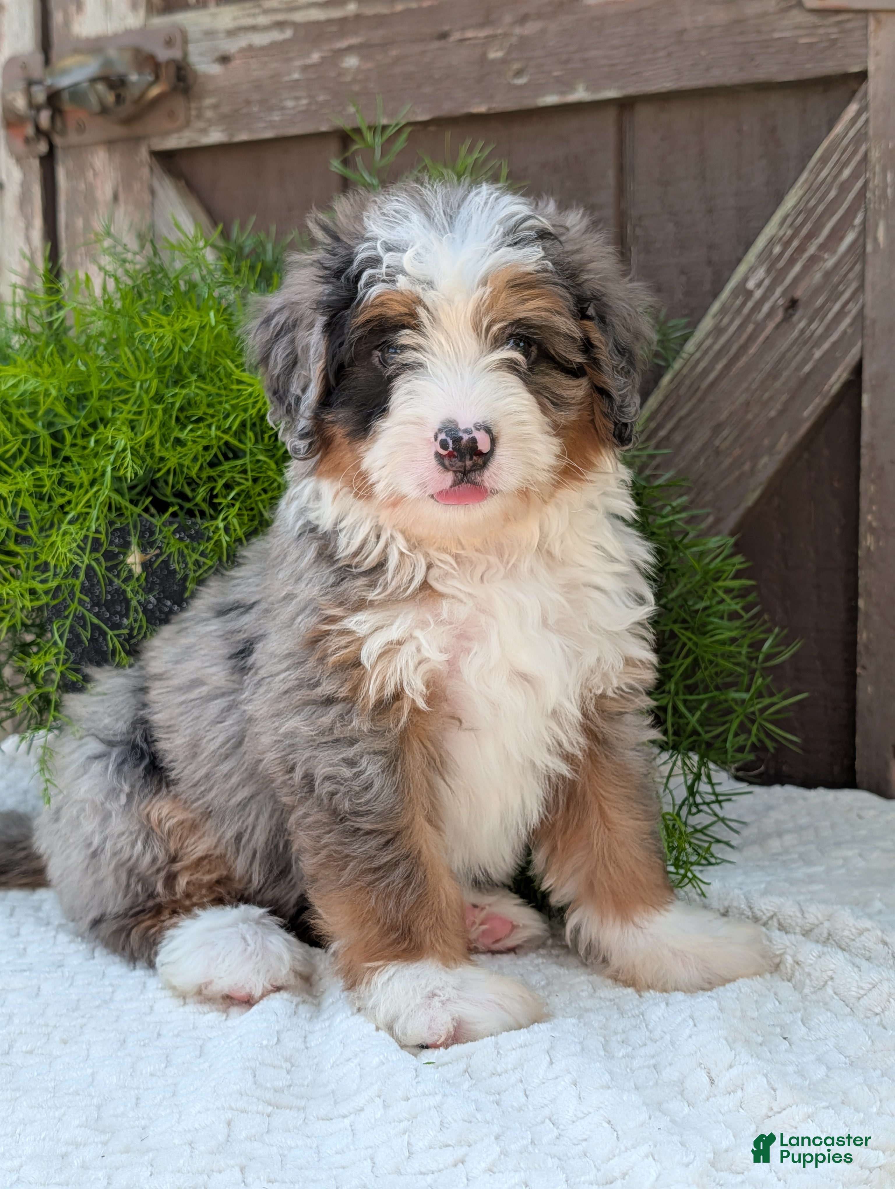 Mini Bernedoodle dogs Mini Marlo  - Ad 1