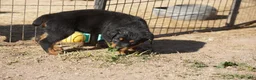 Rottweiler dogs for sale: Rottweiler F3 - Ad 9