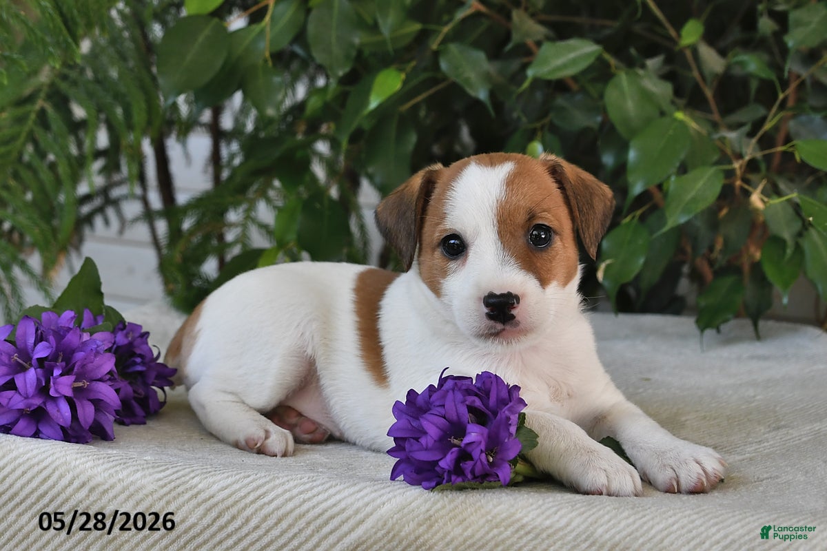 Jack Russell Terrier dogs Shelly - Ad 1