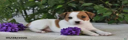 Jack Russell Terrier dogs for sale: Shelly - Ad 1