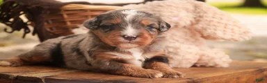 Colt F1 Mini Bernedoodle 