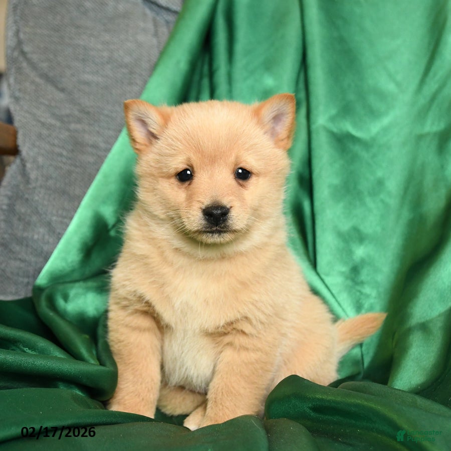 Schipperke dogs Finnegan - Ad 1