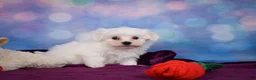 Maltese dogs for sale: Cash - Ad 11
