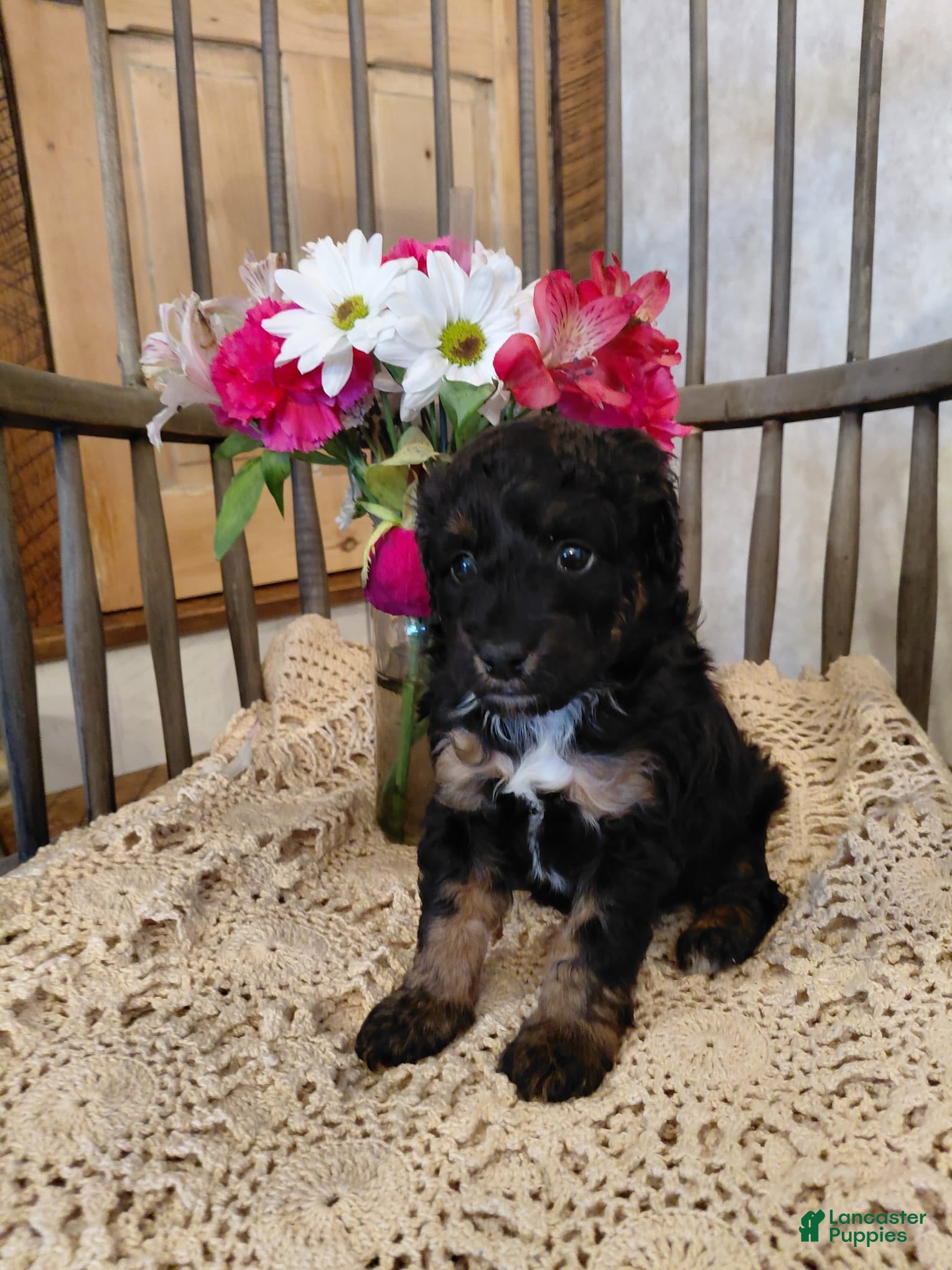 Mini Aussiedoodle dogs Willow - Ad 2