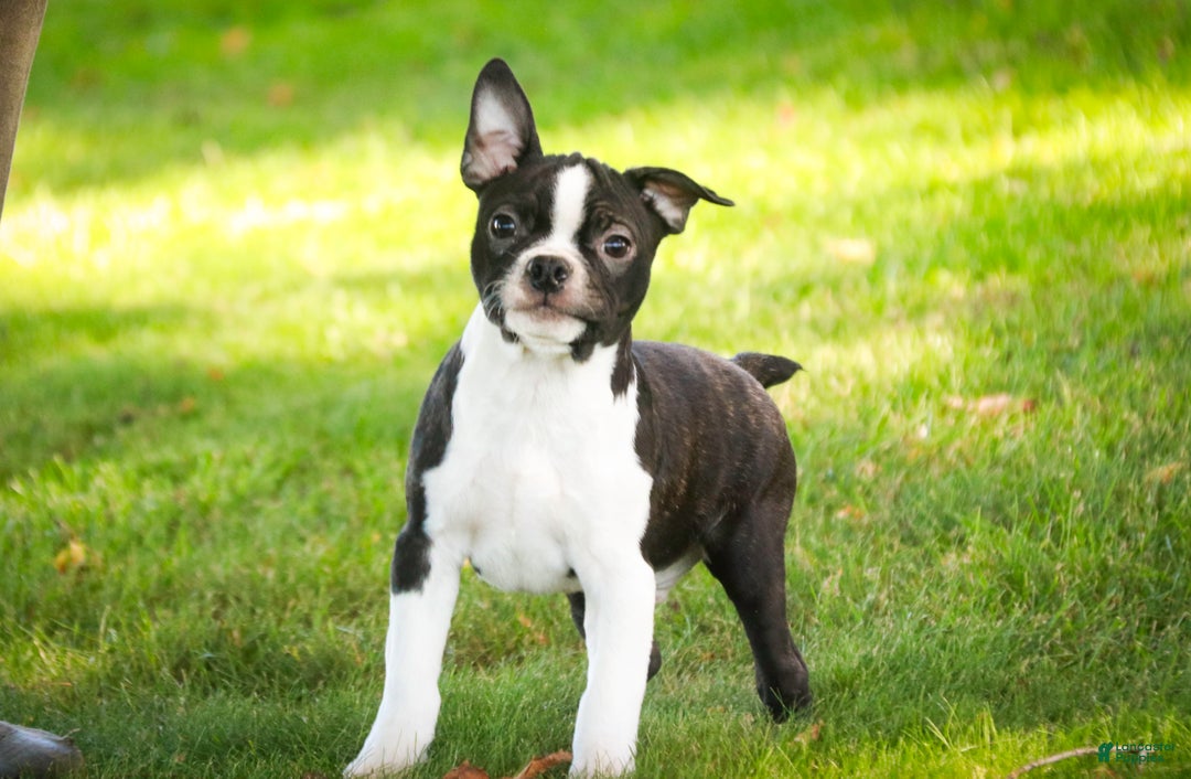 Boston Terrier dogs for sale: Howie - Ad 6