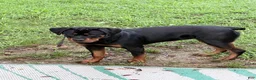 Rottweiler dogs for sale: Millie Grace - Ad 3
