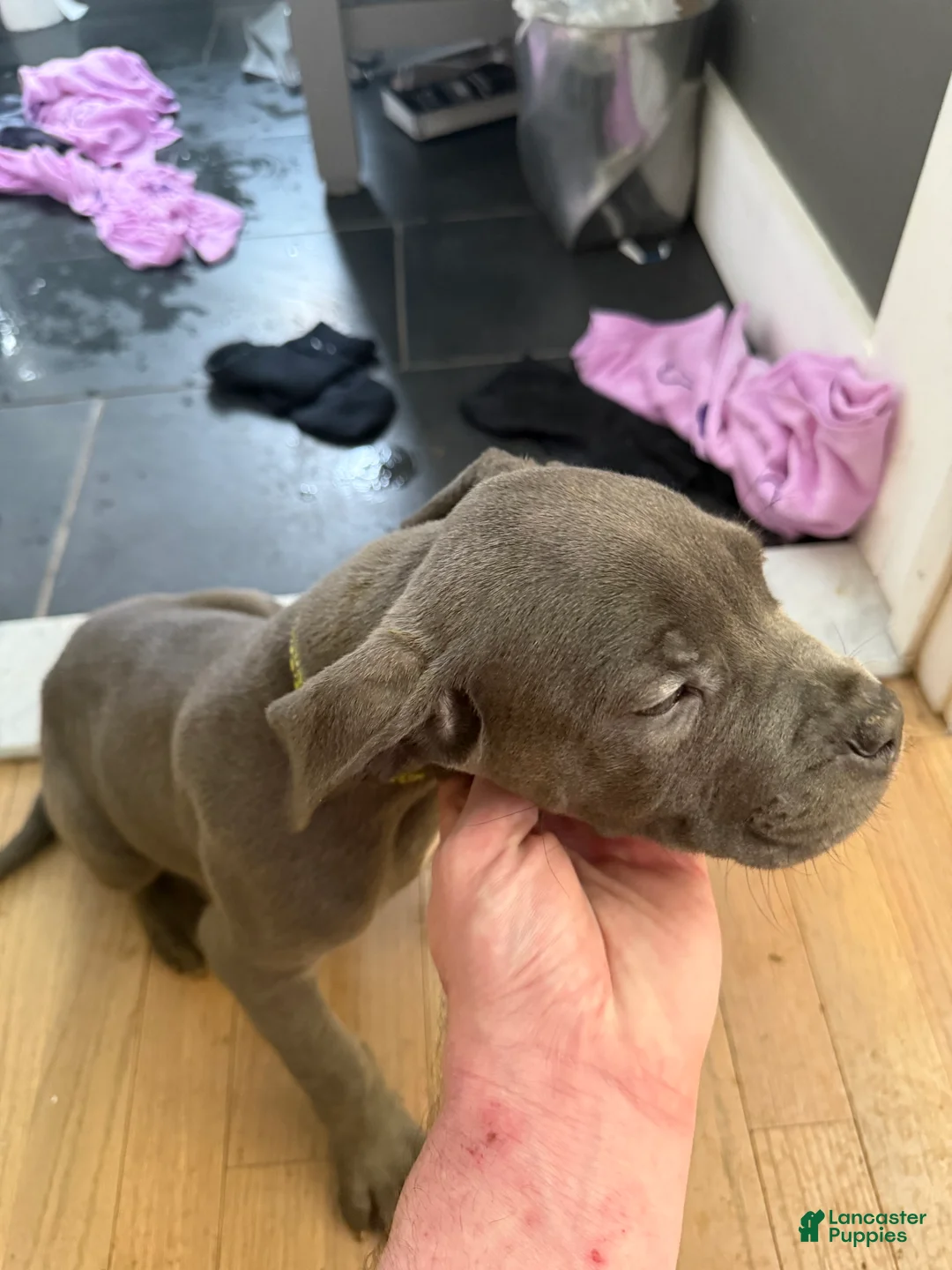 Cane Corso dogs for sale: Cane Corso Puppy 2 - Ad 1