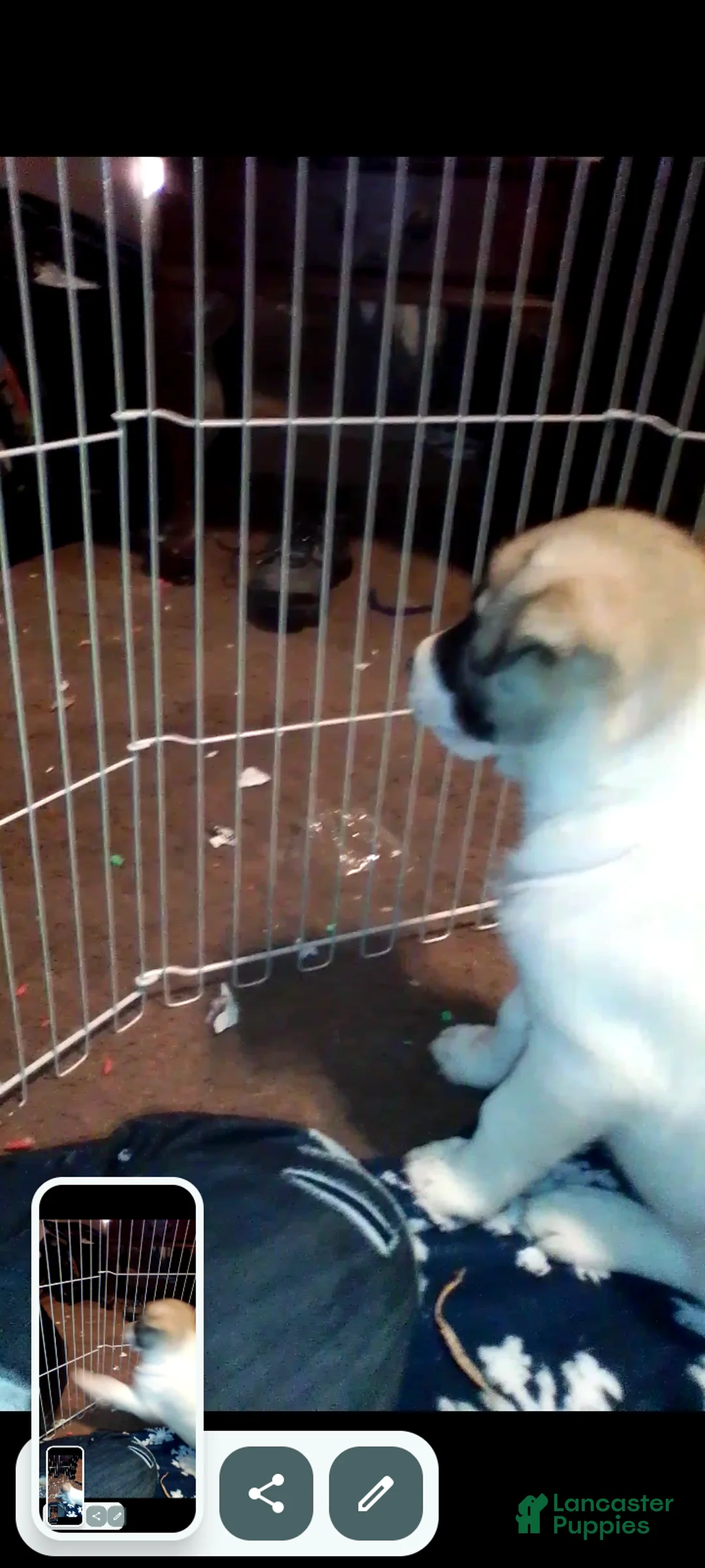 Mixed Breed dogs for sale: BABY JOJO  - Ad 23