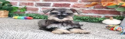 Miniature Schnauzer dogs for sale: Sandy - Ad 5
