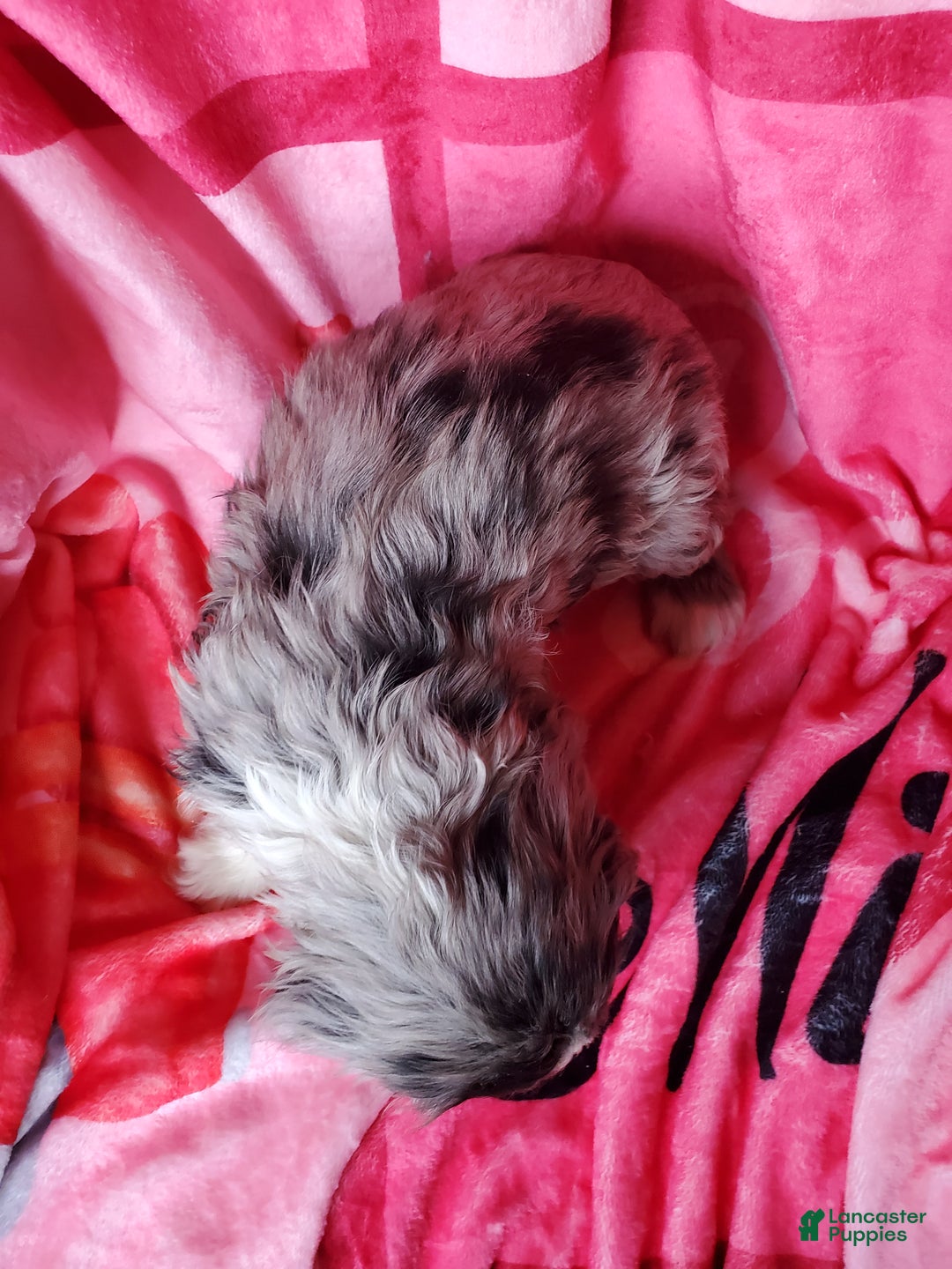 Cocker Spaniel dogs for sale: Finn - Ad 8