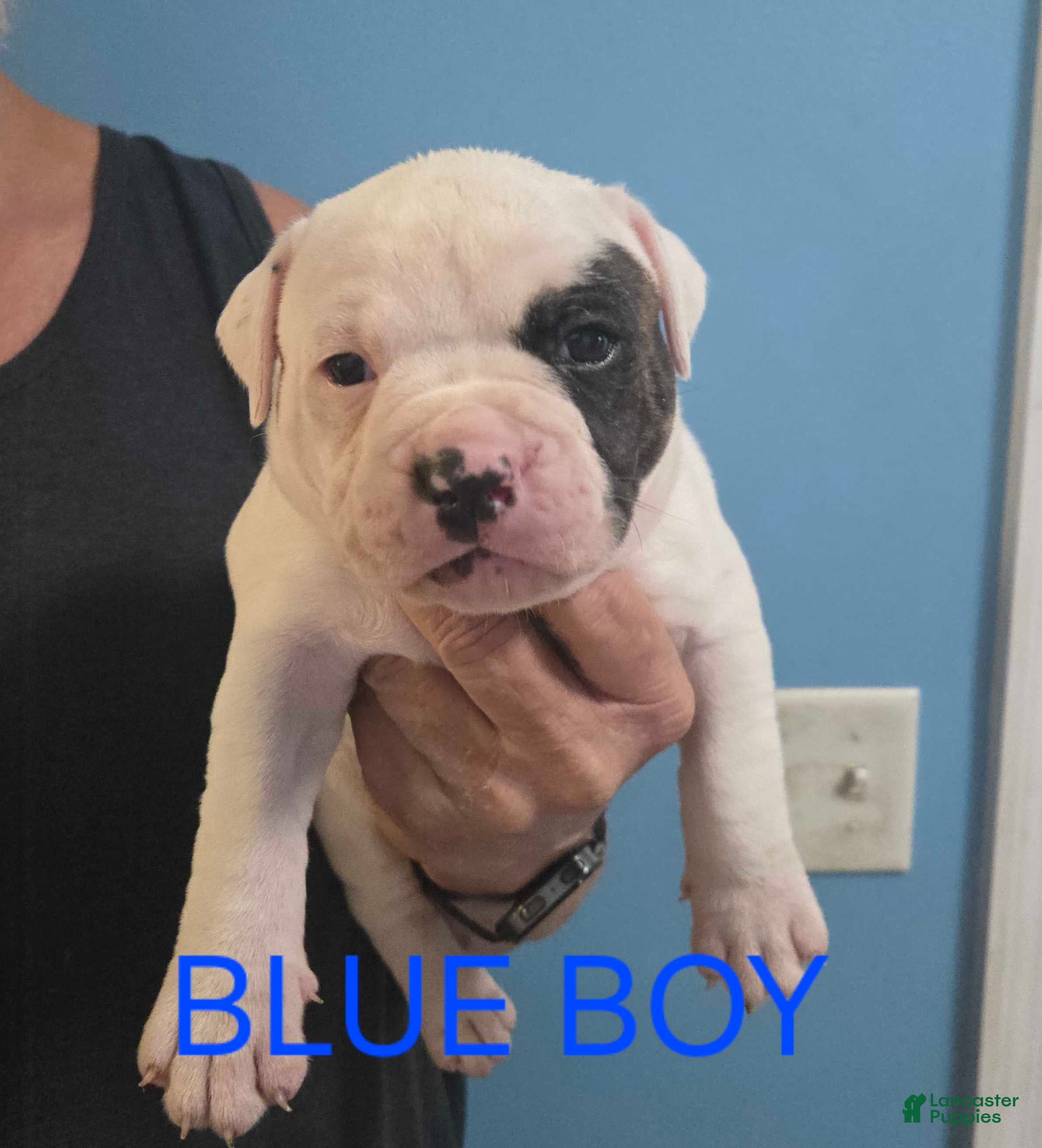 American Bulldog dogs Blue Boy - Ad 28