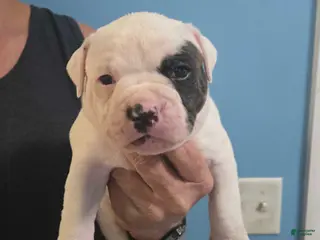 American Bulldog dogs Blue Boy - Ad 28