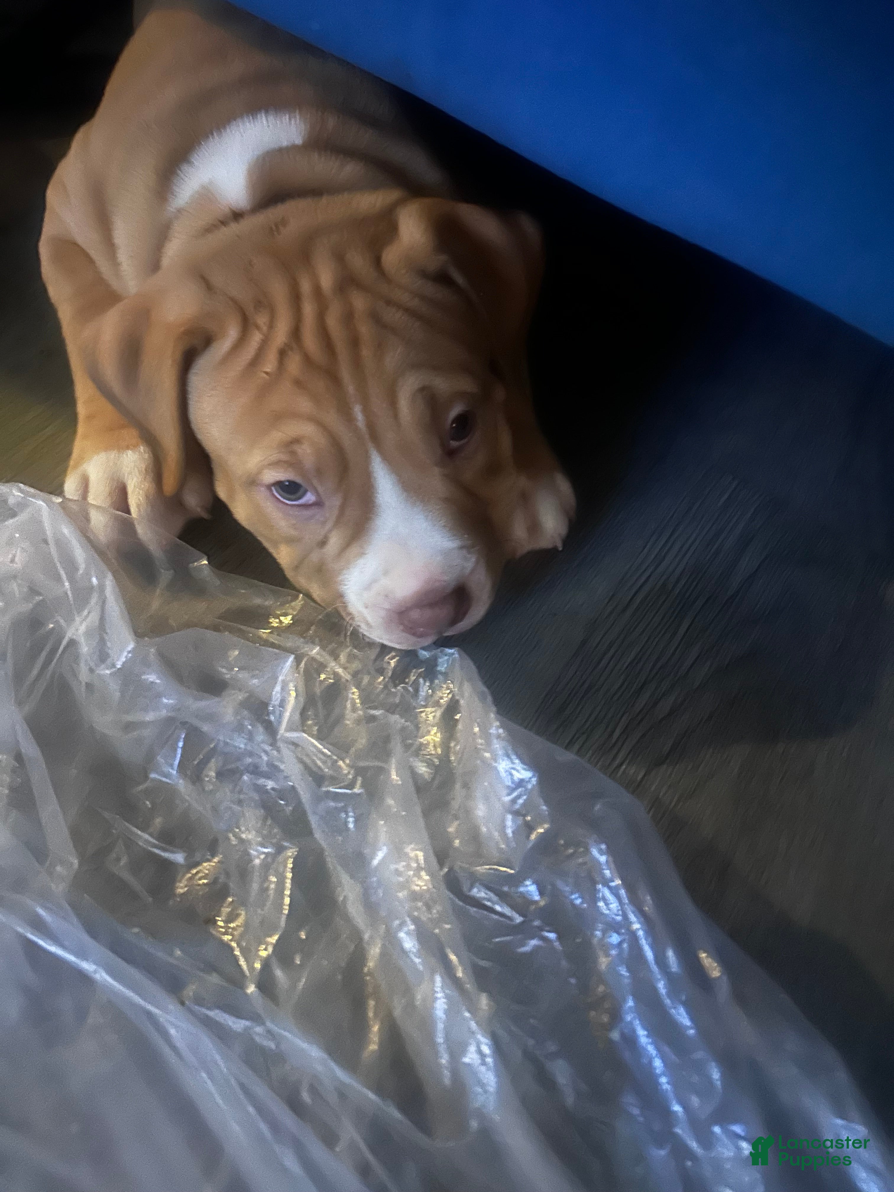 American Pit Bull Terrier dogs Lucy - Ad 7