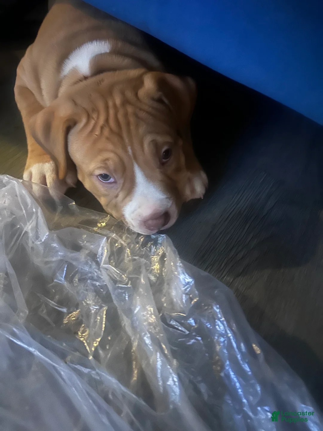American Pit Bull Terrier dogs for sale: Lucy - Ad 1