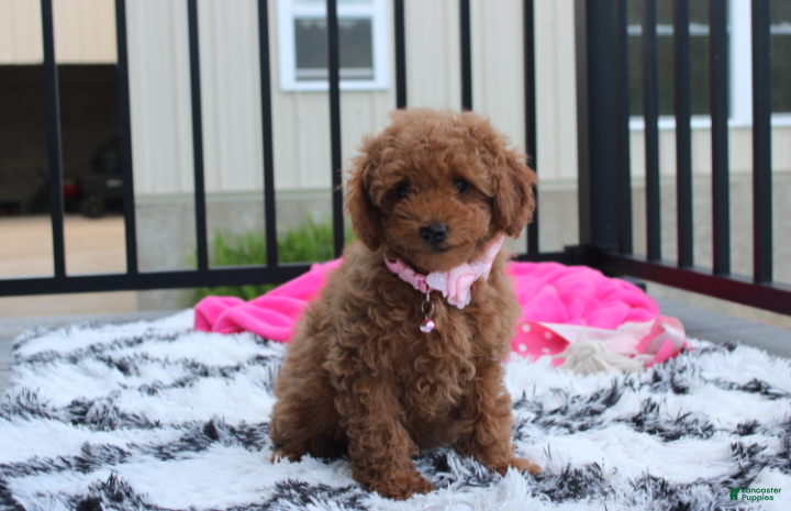 Miniature Poodle dogs Sierra  - Ad 2