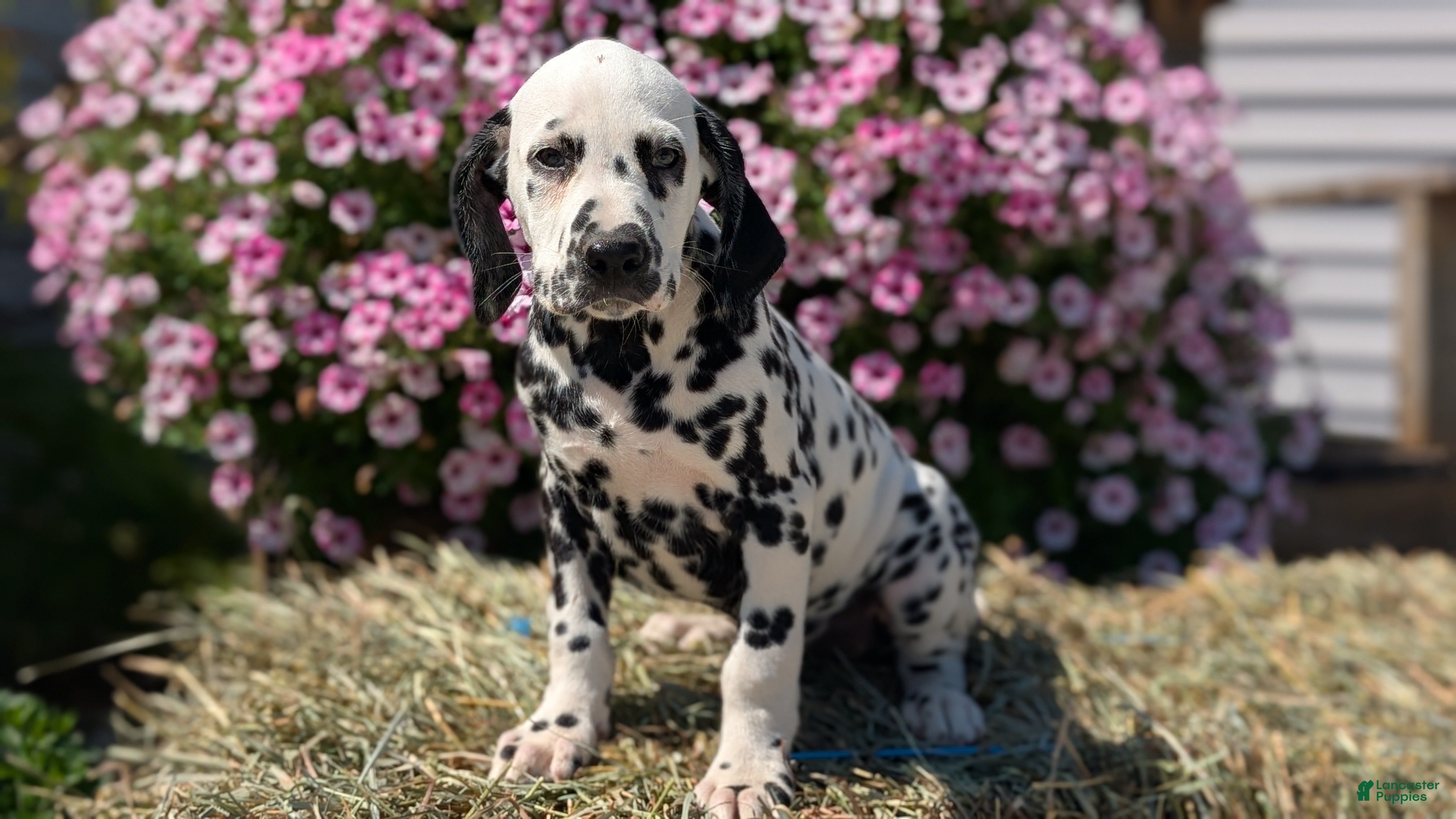 Dalmatian dogs Max - Ad 2