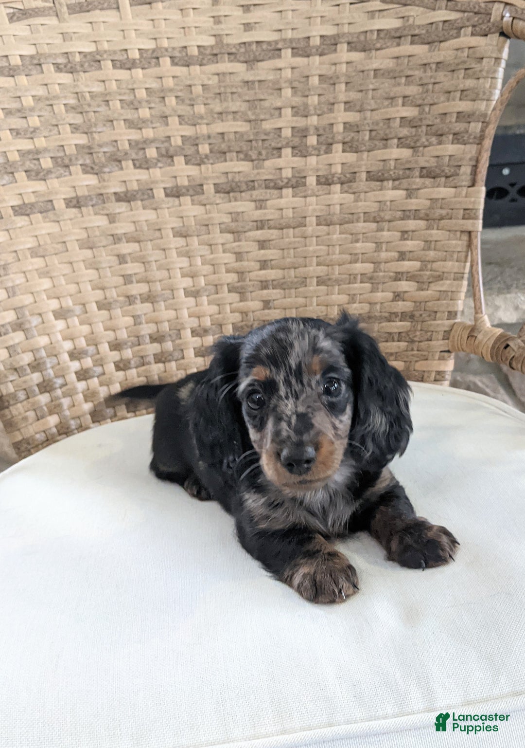 Miniature Dachshund dogs for sale: Jasmine  - Ad 12