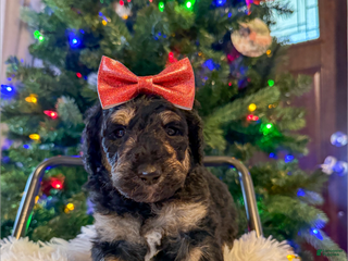 Aussiedoodle dogs Lizzy - Ad 10