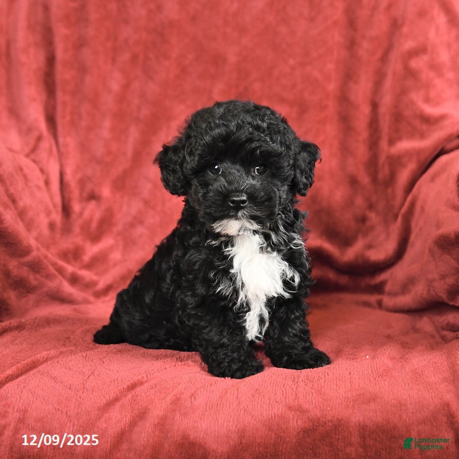Maltipoo dogs Herman - Ad 4
