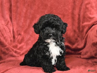 Maltipoo dogs Herman - Ad 5
