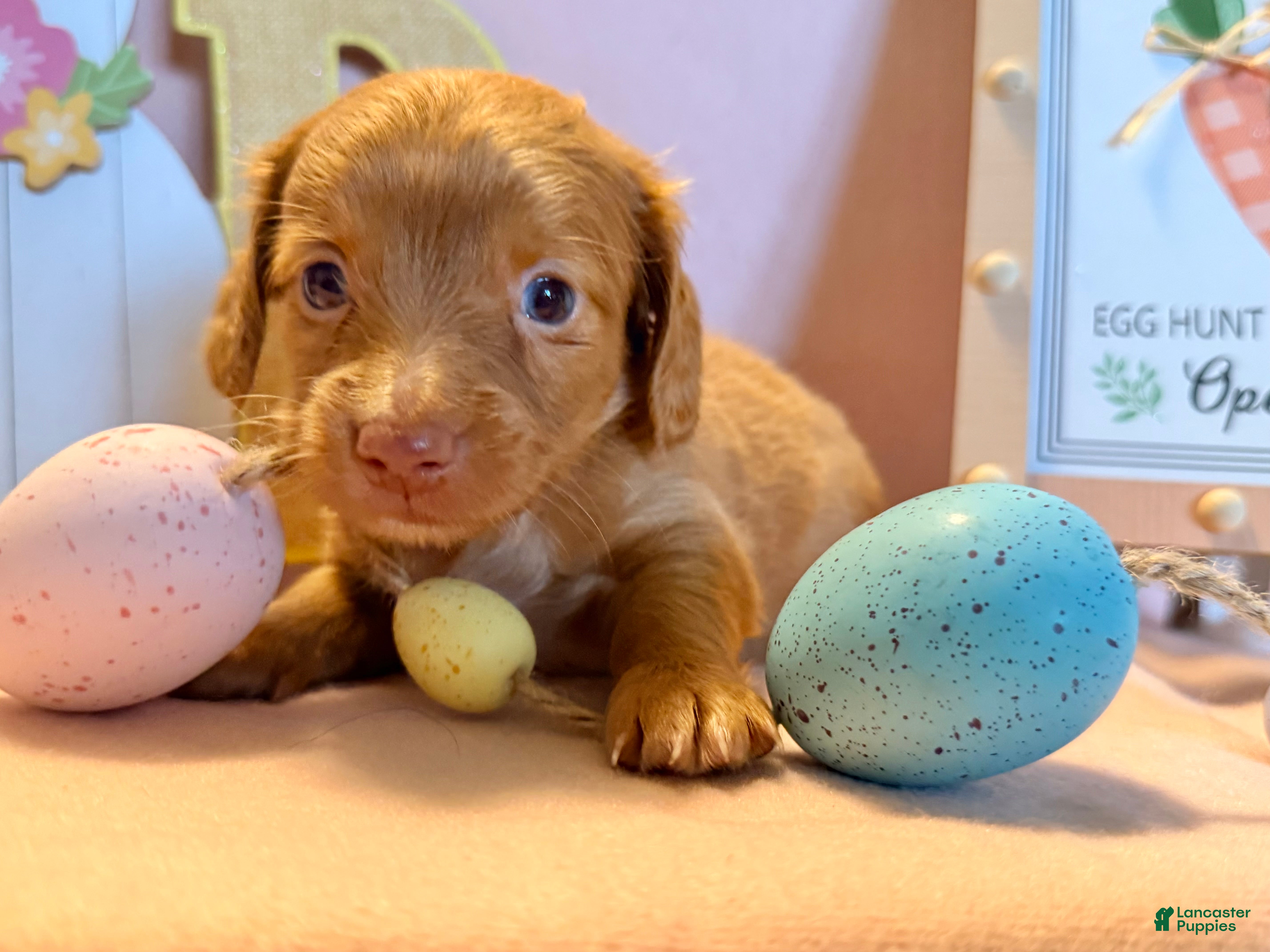 Dachshund dogs Daisy  - Ad 2