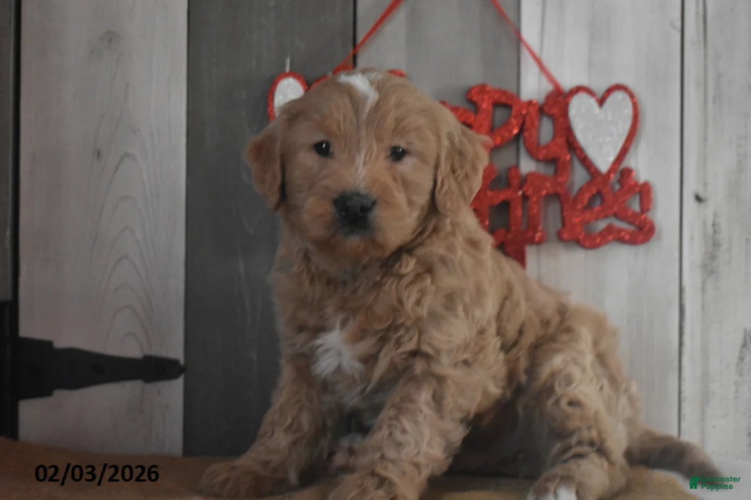 Goldendoodle dogs for sale: Jasper - Ad 5