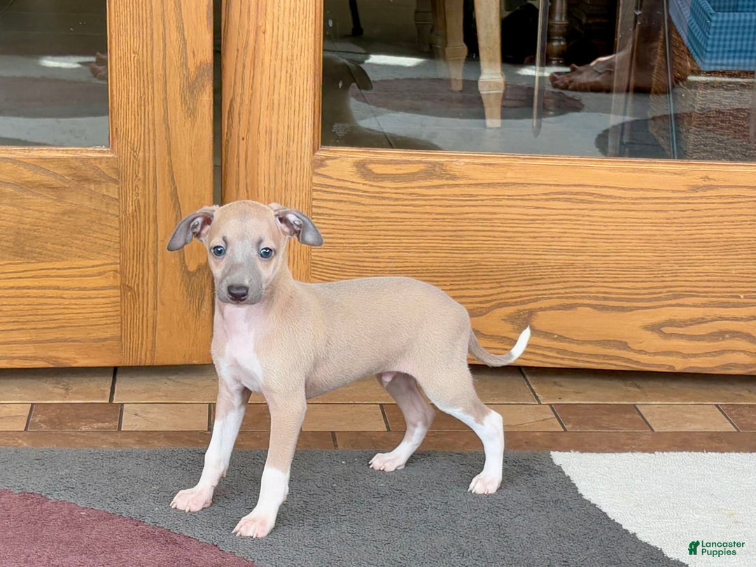 Italian Greyhound dogs for sale: Noah - Ad 2