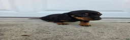 Dachshund dogs for sale: Poppy - Ad 6