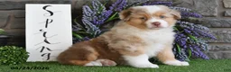 Australian Shepherd dogs for sale: Bingo - Ad 2