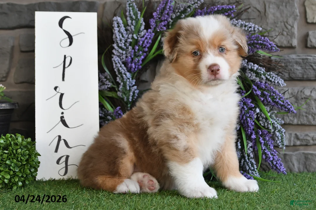 Australian Shepherd dogs for sale: Bingo - Ad 2