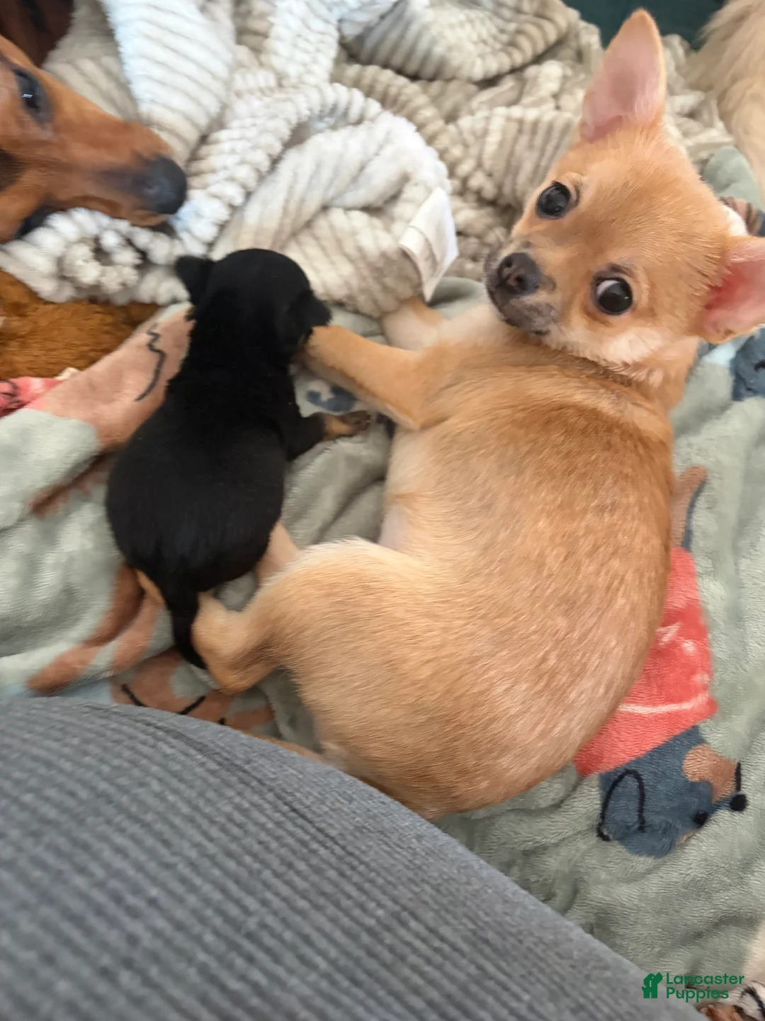 Pomchi dogs for sale: Pomchi Puppy 1 - Ad 1