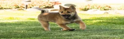 Shiba Inu dogs for sale: Brent  - Ad 7
