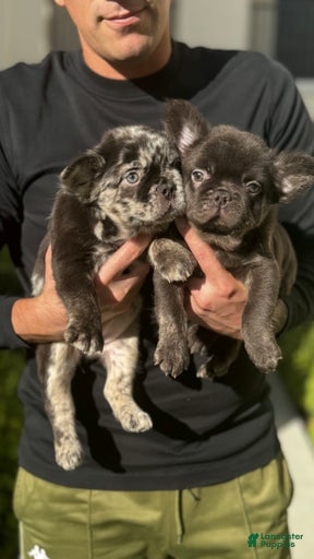 Gallery Image {{count}}