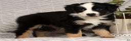 Miniature Australian Shepherd dogs for sale: Jane - Ad 3