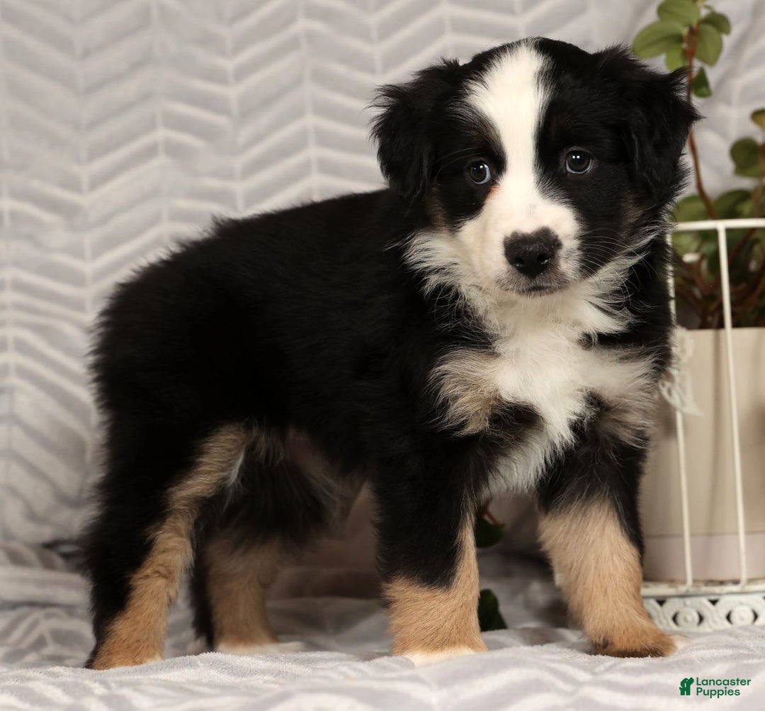Miniature Australian Shepherd dogs for sale: Jane - Ad 3