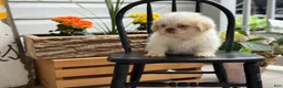 Shih Tzu dogs for sale: Jack - Ad 11
