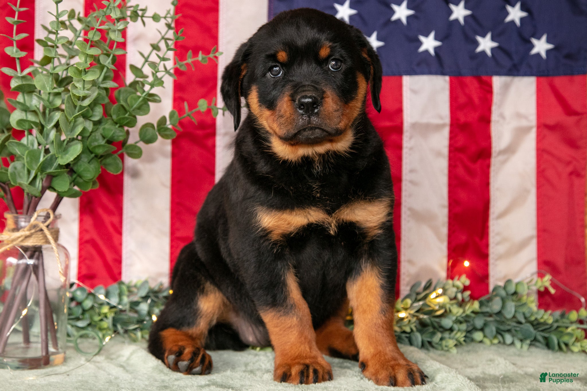 Rottweiler dogs Lily - Ad 1