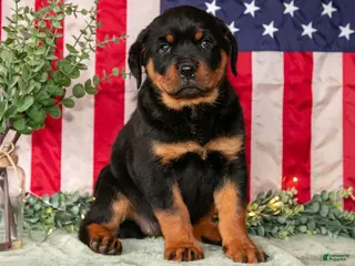 Rottweiler dogs for sale: Lily - Ad 4